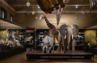 Siemens osvítil expozici Zázraky evoluce v Národním muzeu